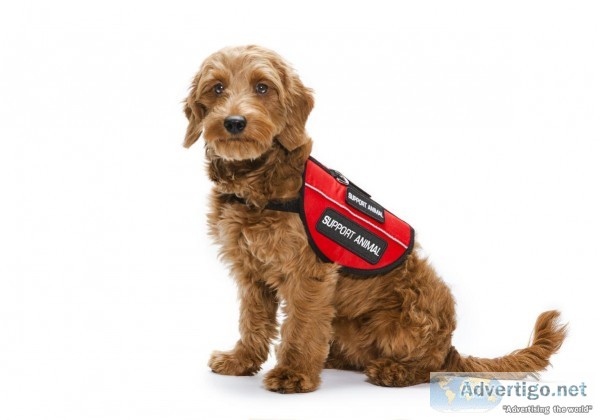 dog service