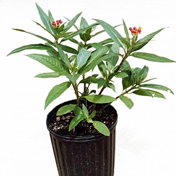 Milkweed Plants For Sale