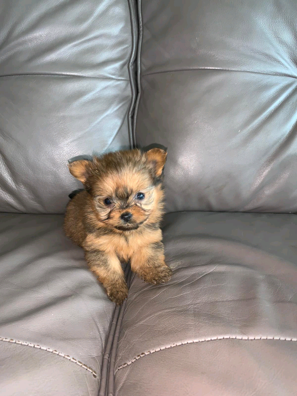 I have beautiful Teacup Yorkie mix Pomeranian puppy