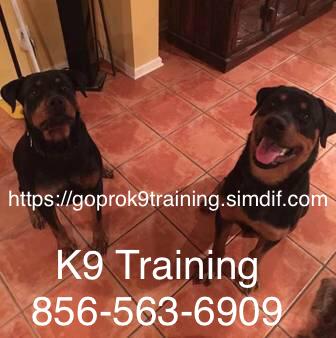 Affordable obedience training for your dog working with