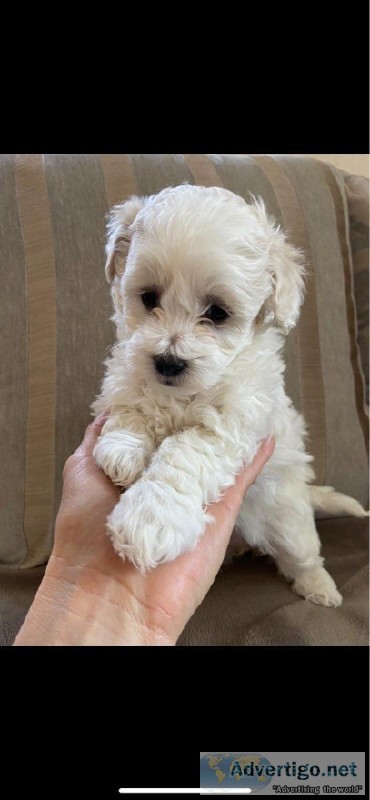 Adorable Maltipoo Puppy