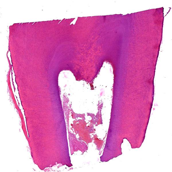 Interested in the Best Oral Pathology slides online services in 