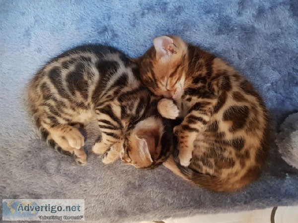 Beautiful And Sweet Bengal Kittens Ben 24