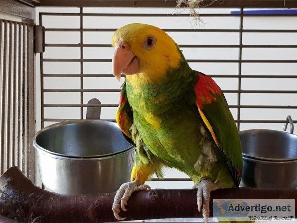 6 months old Amazon Parrot