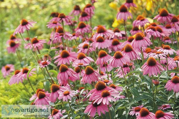 Cone Flower  Garden Gate