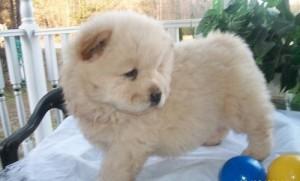 Affectionate Chow Chow Puppies for rehoming