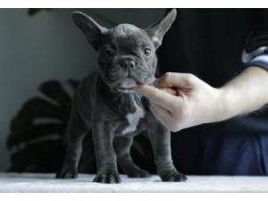 Beautiful Blue and White Pied French Bulldog Pups