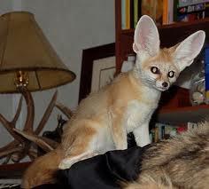 Fennec Fox Available for you