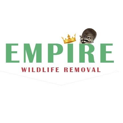 Wildlife removal Squirrel andamp Raccoon removal Markham Toronto