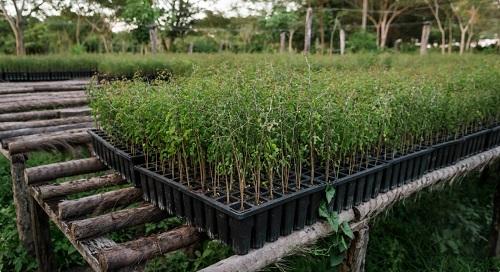 Plant a tree in Mexico