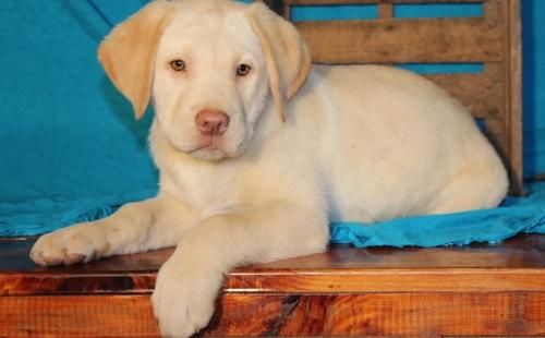 Ready Now Labrador Retriever puppies.