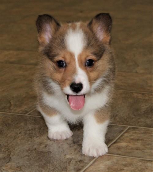 Pure Pembroke Welsh Corgi puppies ready