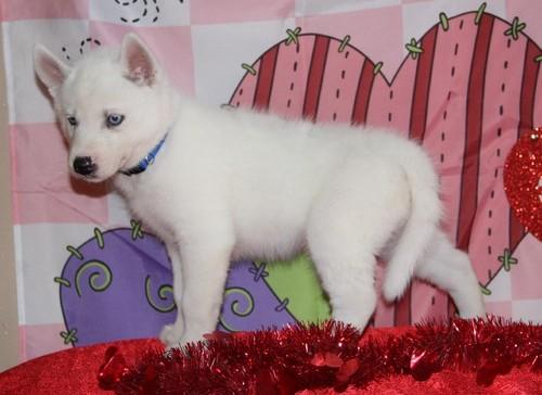 Well trained Siberian Husky Puppies available