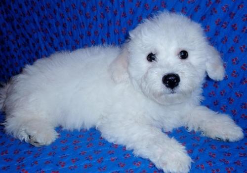 12 weeks old Bichon Frise Available.