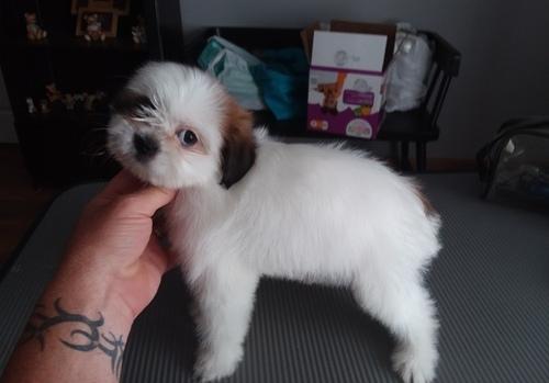 Very Cute Shihpoo Puppies Boys and girls available