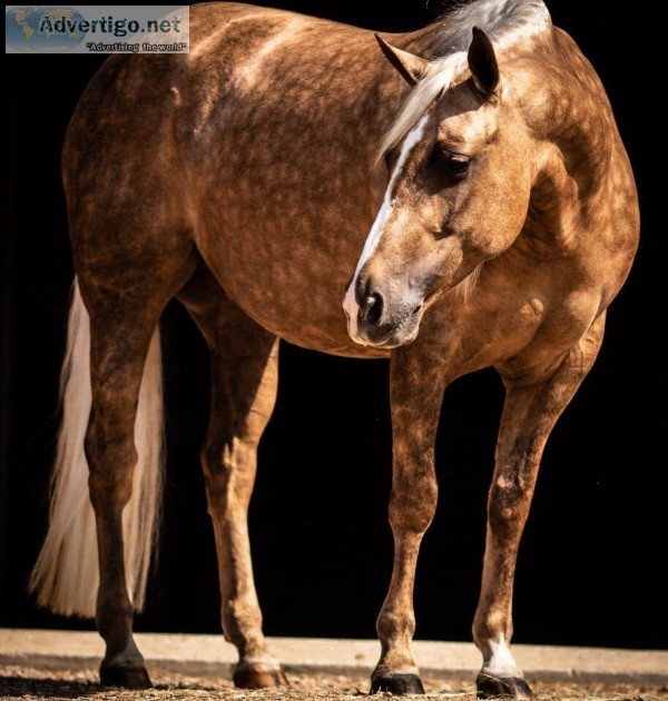 2014 AQHA Palomino Mare For Anyone Kids Safe (Taylor)