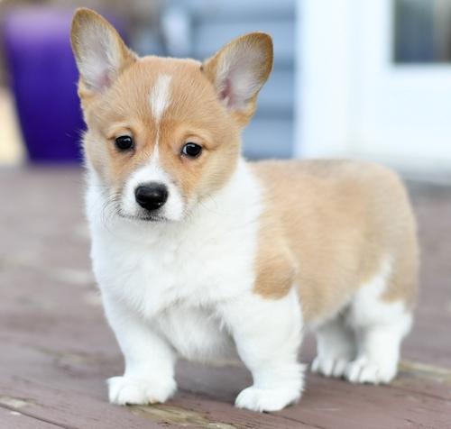 Pure Pembroke Welsh Corgi Puppies available.