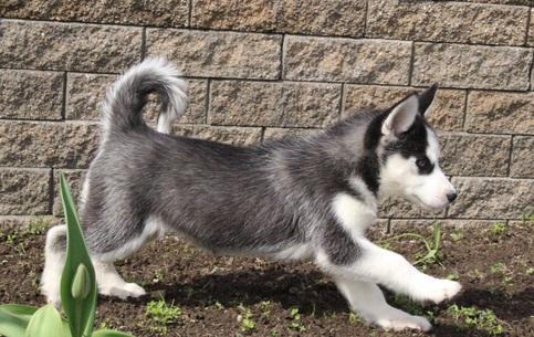 AKC Siberian Husky Puppies