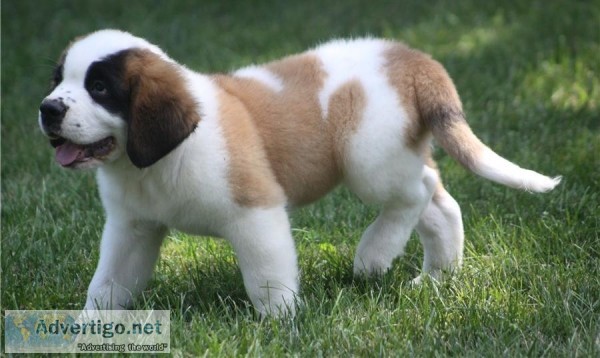 Well socialized Saint Bernard Puppies available.