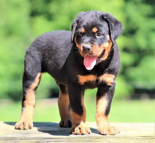 New litter of German Rottweiler puppies