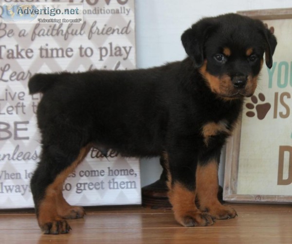 German Rottweiler Puppies For Loving Homes.