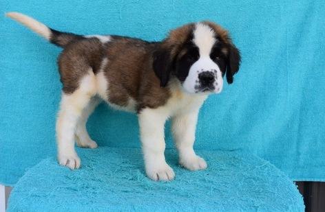 Healthy Saint Bernard puppies now ready