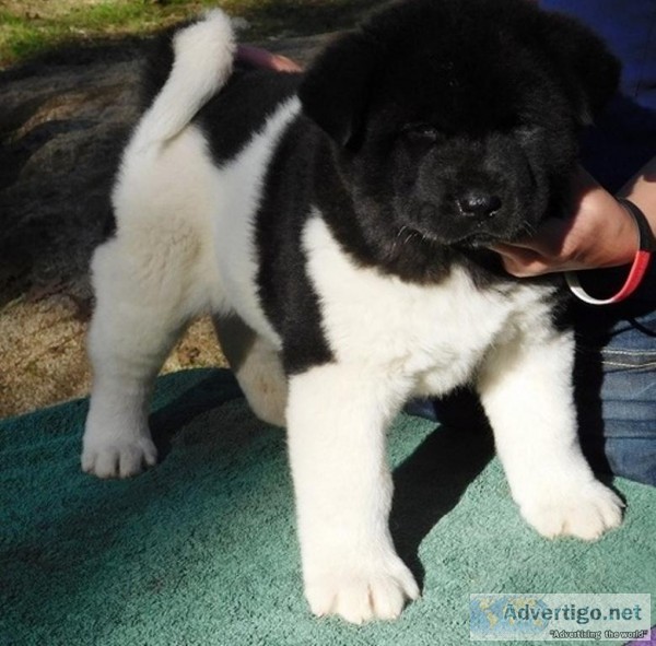 AKC Akita Puppies available