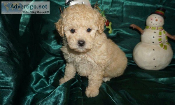 CKC registered Toy Poodle Puppies