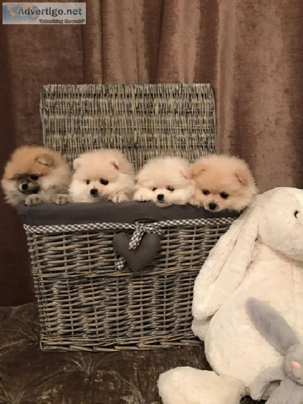 Teacup Pomeranian Puppies for Adoption into Good homes Only