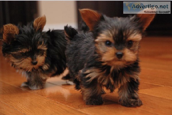 Yorkie puppies