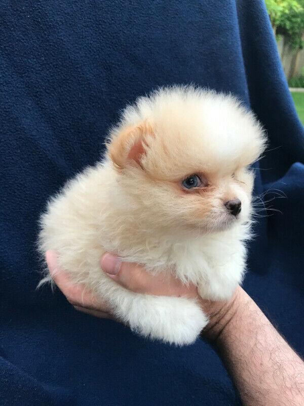 Beautiful All White Pomeranian Puppies