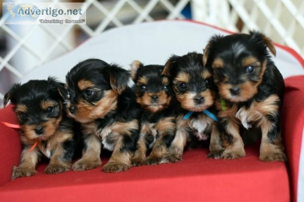 Absolutely Healthy Yorkie Puppy