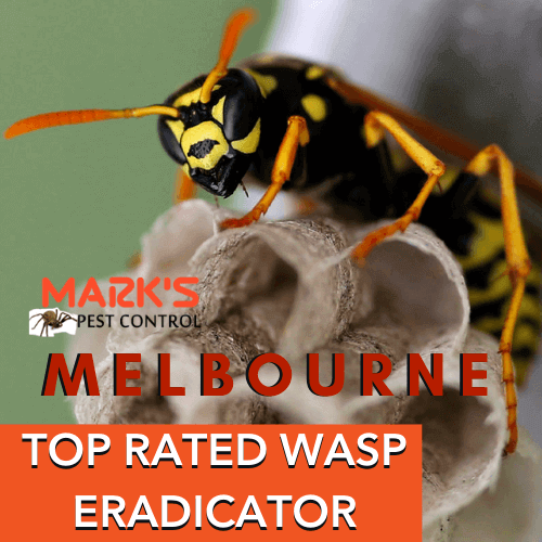 Wasp Removal Melbourne