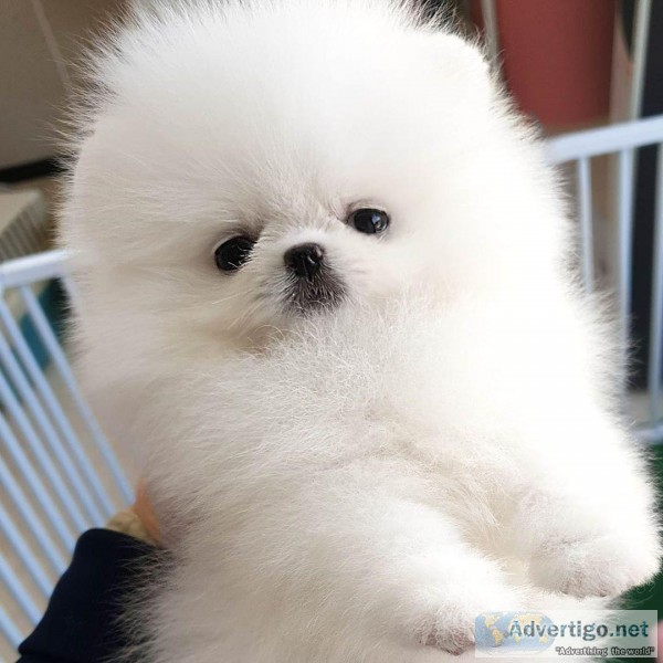 Priceless White Pomeranian Puppy For Adoption