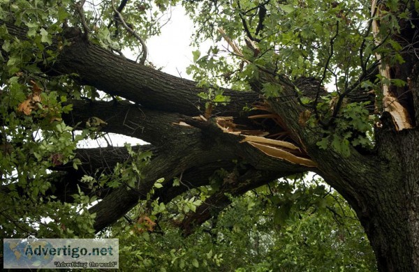 Residential vs. Commercial Tree Removal