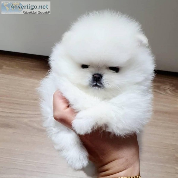 Gorgeous Pomeranian Pups Available