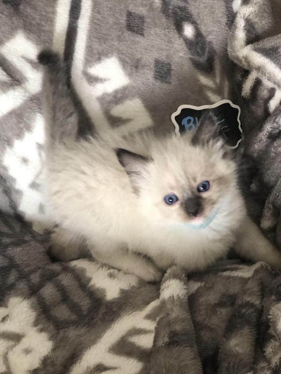 Adorable Neutered Ragdoll Kittens.