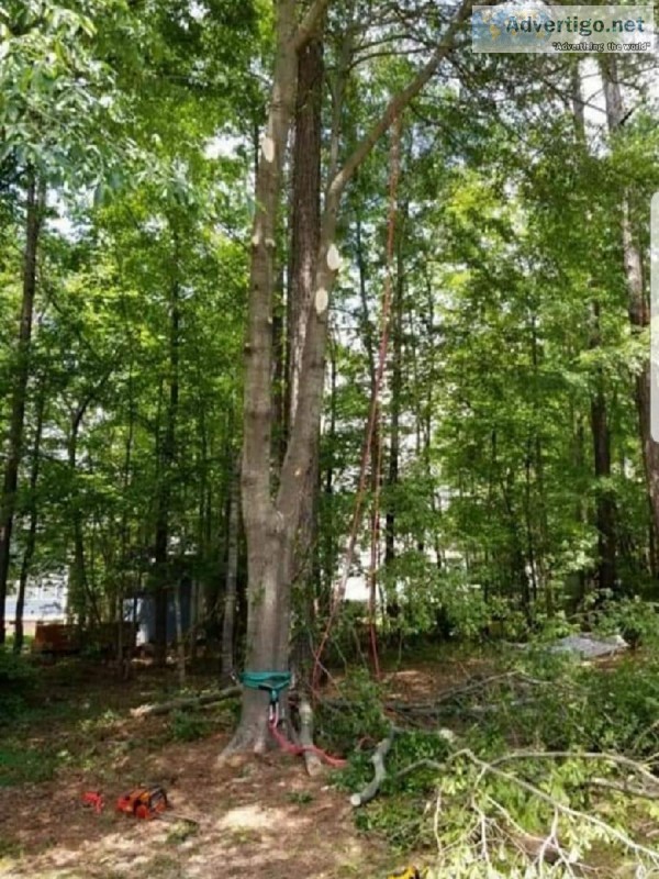 Tree Trimming and Removal Services