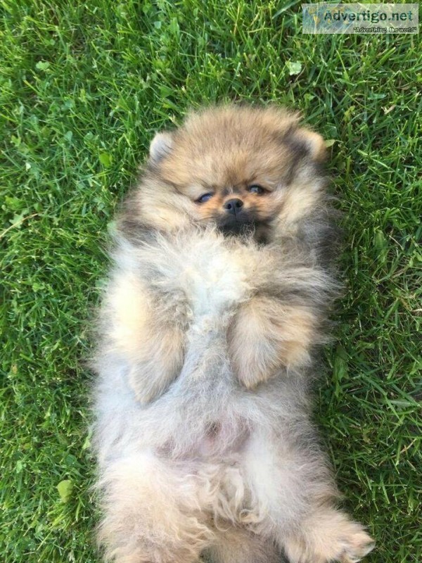 Cute Pomeranian Puppies for addoption