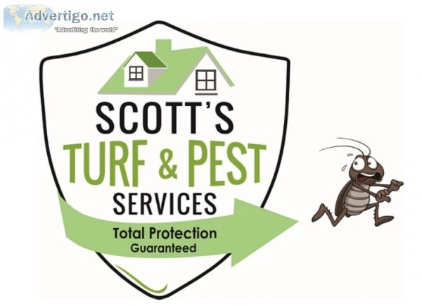 Local Termite Control Near Me