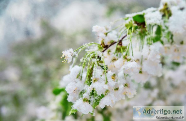 Protecting Fruit Trees and Their Blossoms From a Late Freeze