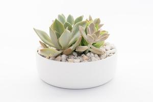 Succulent Plants Sydney  Happylittlesucculent s.com.au