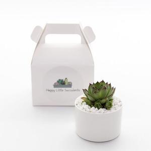 Succulent Delivery Sydney  Happylittlesucculent s.com.au