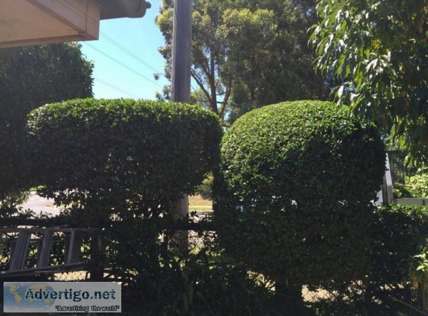 Tree Pruning Lane Cove West