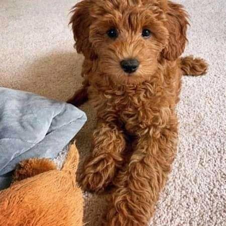 Golden doodle