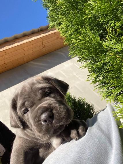 Outstanding litter of beautiful Cane corso puppies