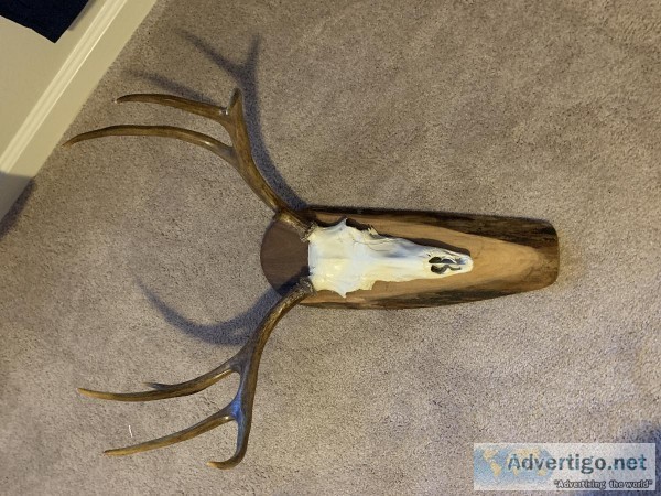 Montana Deer Antler Wall Hanging