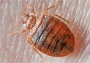 Pest Control Vancouver
