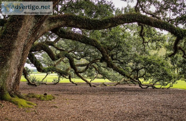 How to Deal With a Leaning Tree