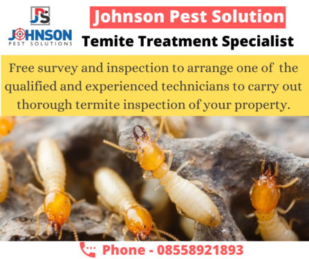 Termite control treatment in zirakpur